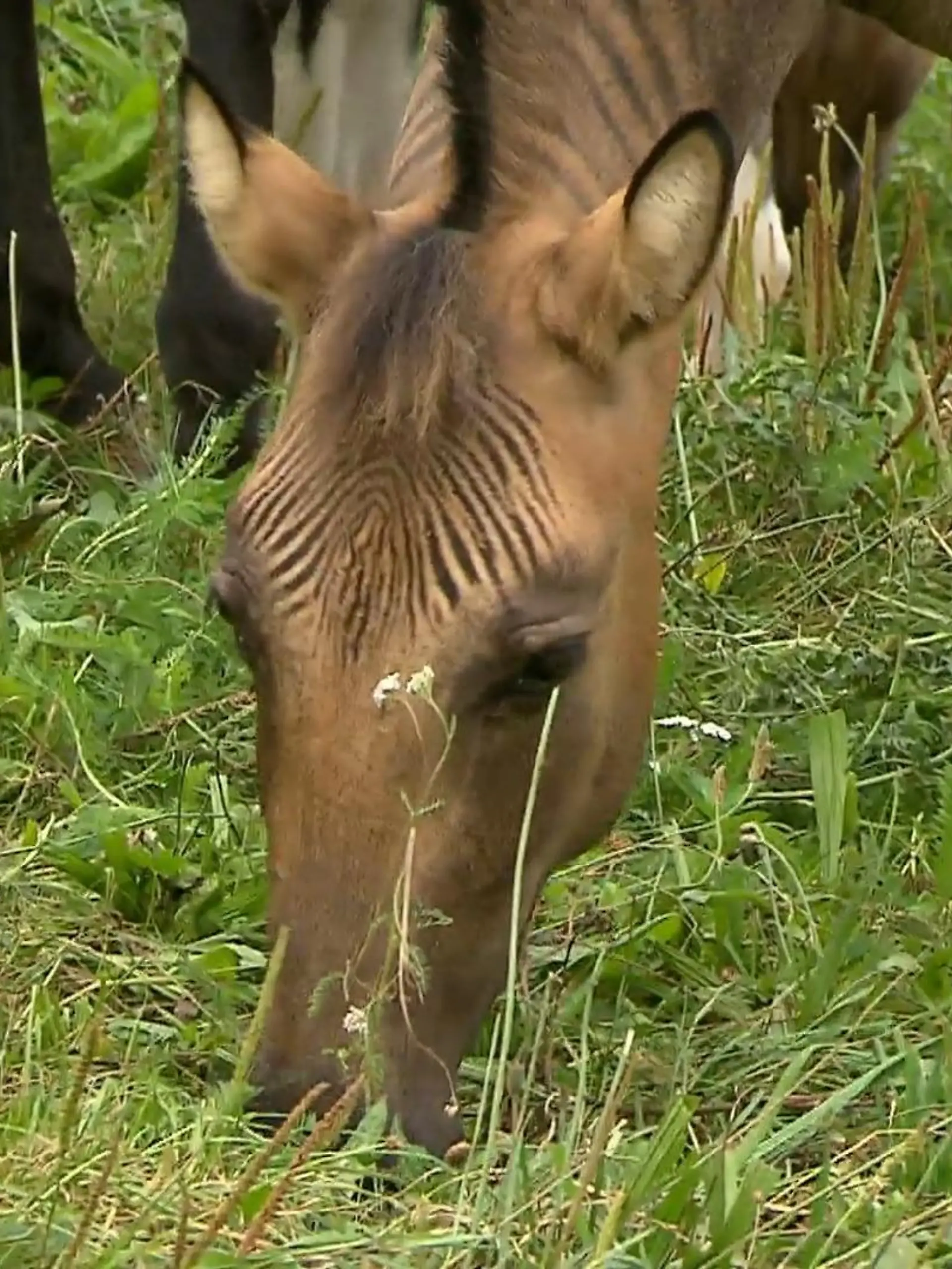 Bild zu: "Zorse – halb Pferd halb Zebra"