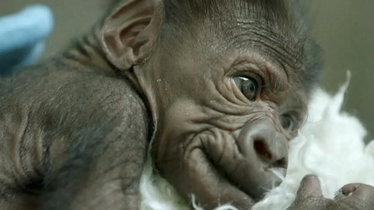 gorilla baby 16x9