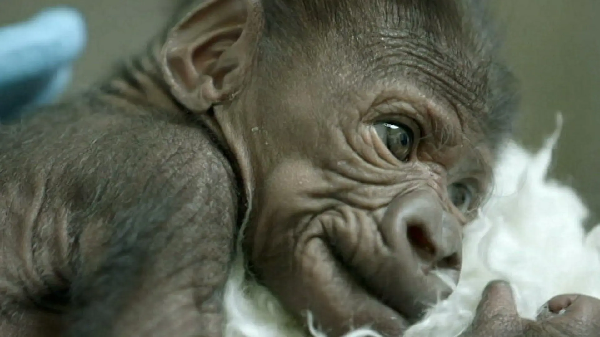 gorilla baby 16x9