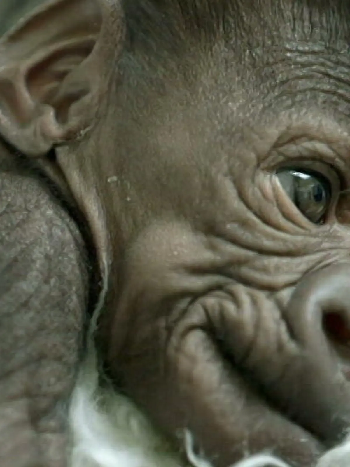gorilla baby 16x9