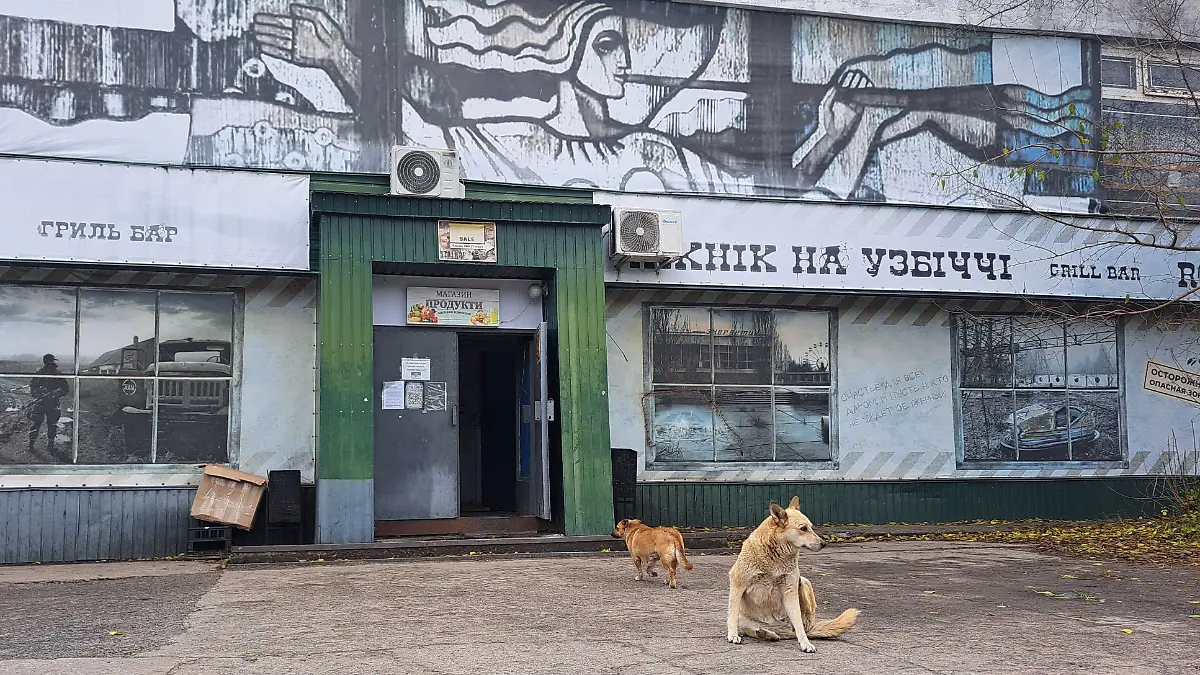 Straßenhunde in Tschernobyl