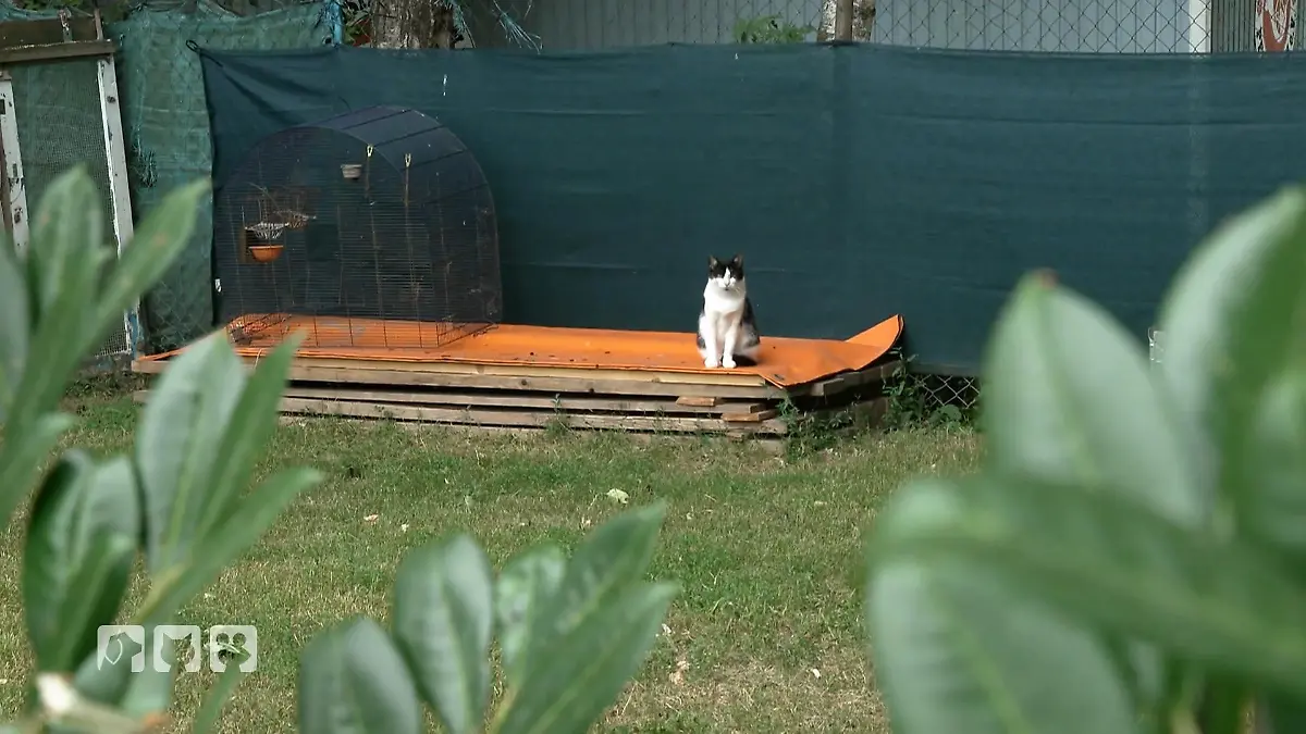 Jana kämpft gegen das Katzenelend im Kleingarten Einsatz für Streunerkatzen bei Stuttgart