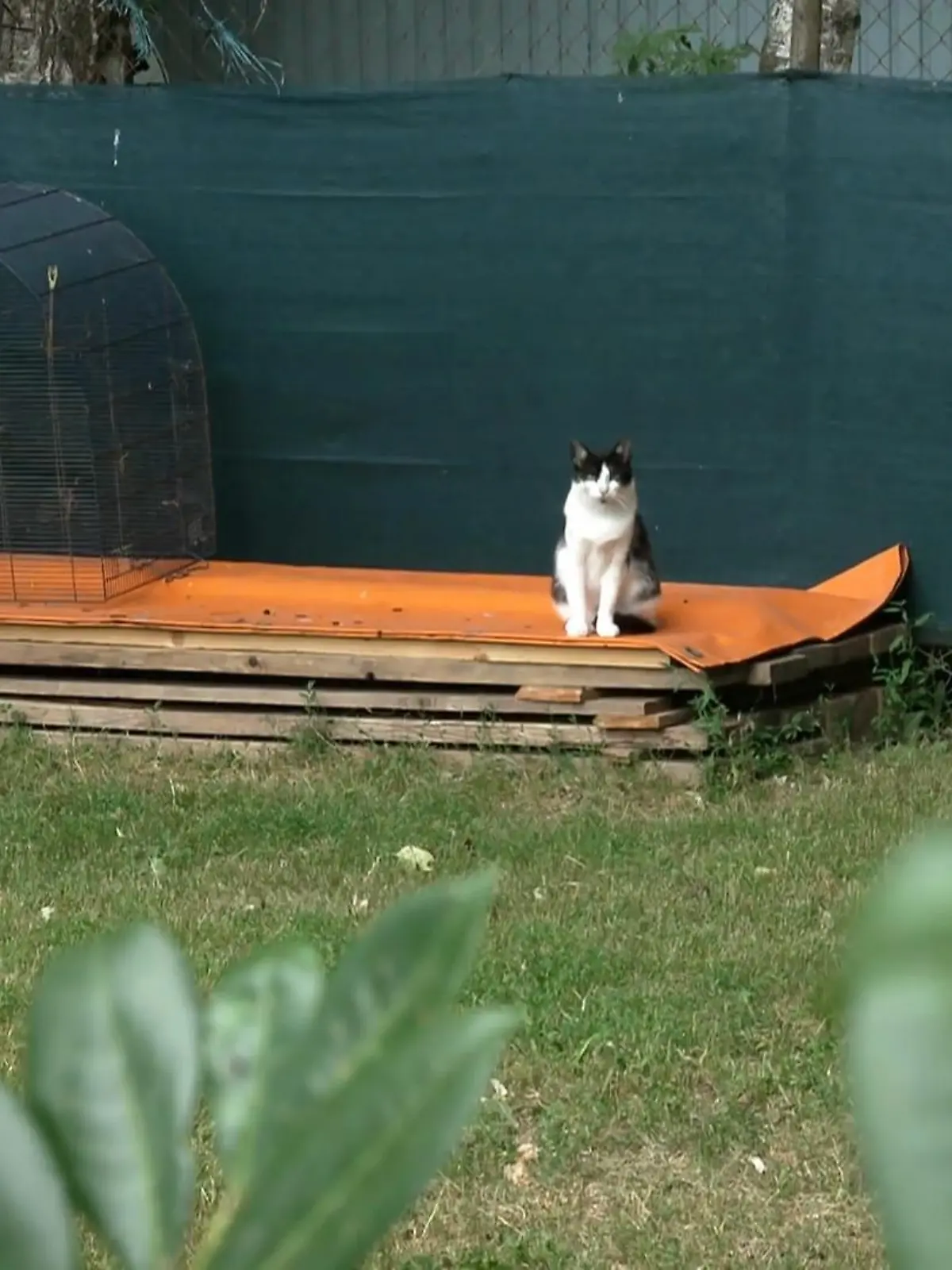 Bild zu: "Jana kämpft gegen das Katzenelend im Kleingarten"