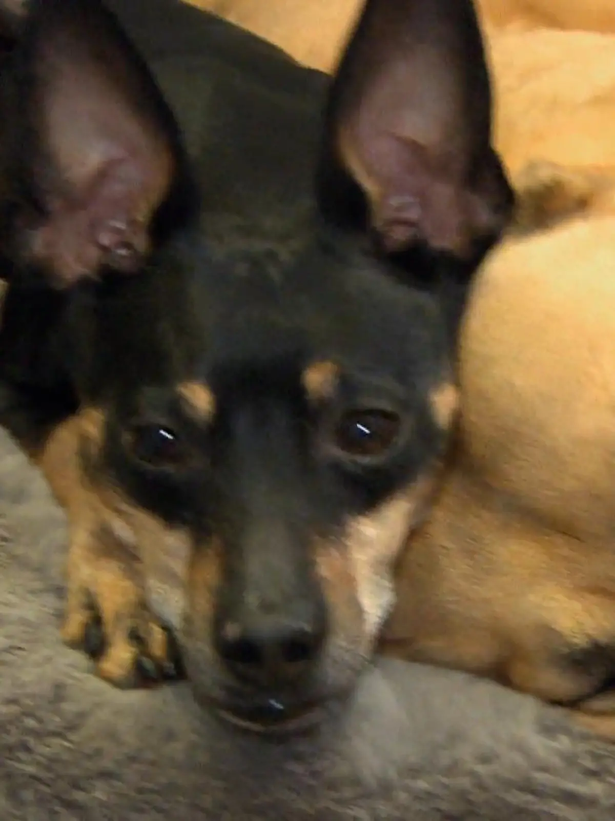 Bild zu: "Welche Rassen stecken wirklich im Mischling?"