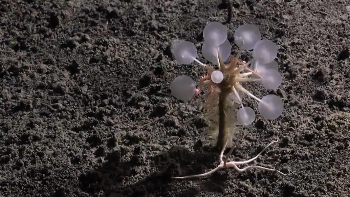Bizarre Entdeckung! Dieses Tiefseeraubtier habt ihr noch nie gesehen Forscher finden „Todesball"-Schwamm