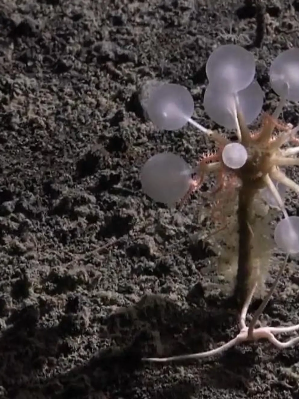 Bild zu: "Bizarre Entdeckung! Dieses Tiefseeraubtier habt ihr noch nie gesehen"