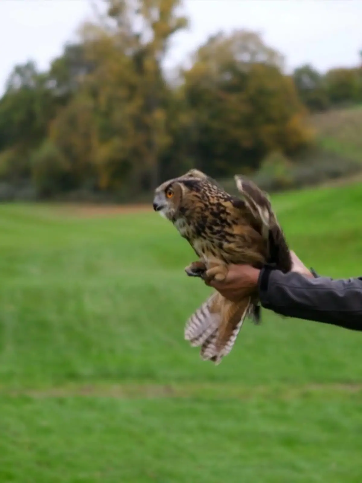 Bild zu: "Tierschutzpreis NRW 2025 "