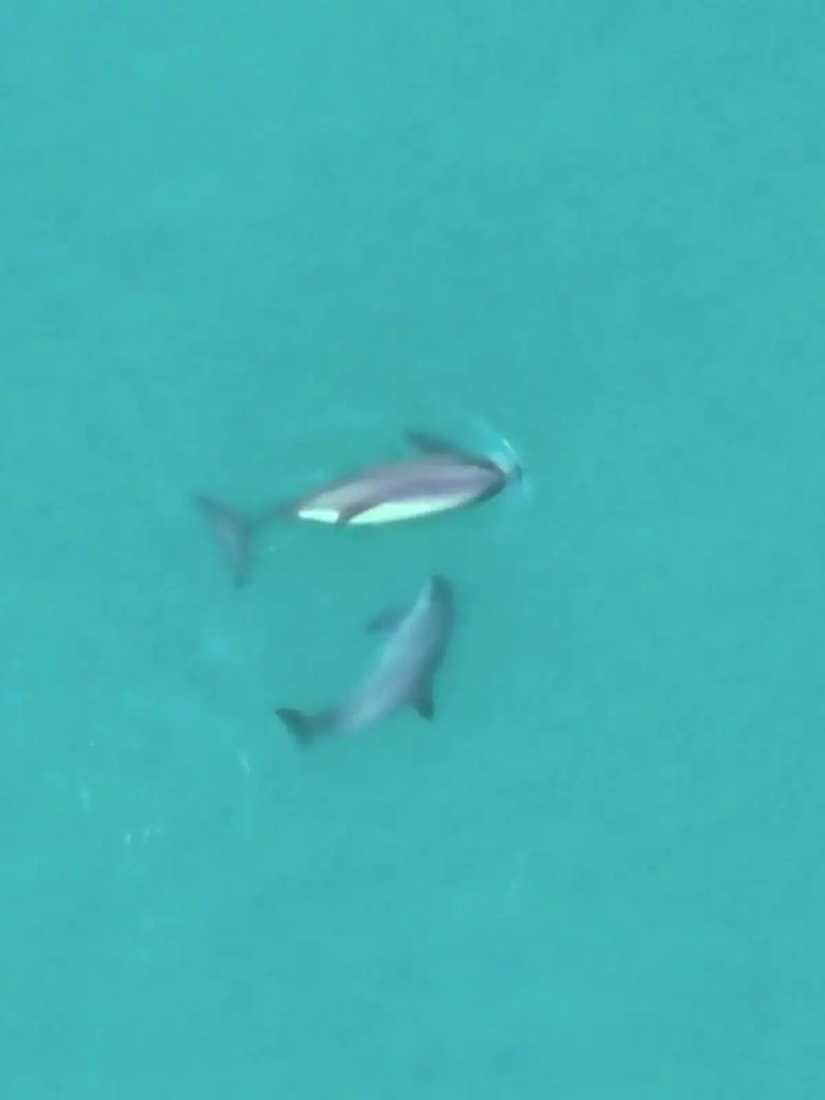 Bild zu: "Nur noch 14 ihrer Art! Schweinswale fast ausgestorben – dann machen Forscher diese Bilder"