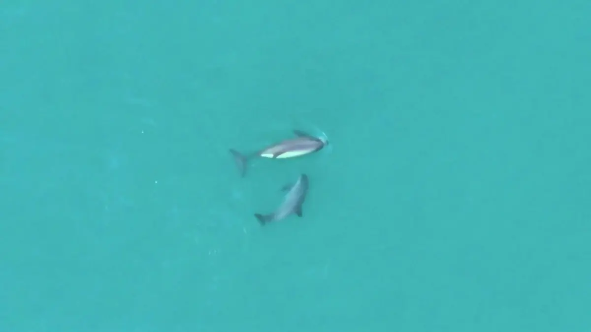 Nur noch 14 ihrer Art! Schweinswale fast ausgestorben – dann machen Forscher diese Bilder Vaquitas im Golf von Kalifornien gesichtet