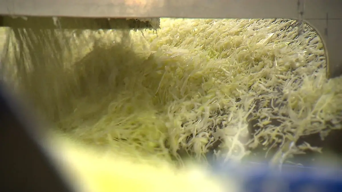 Dieses Sauerkraut fällt im Öko-Test durch 28 Produkte unter der Lupe