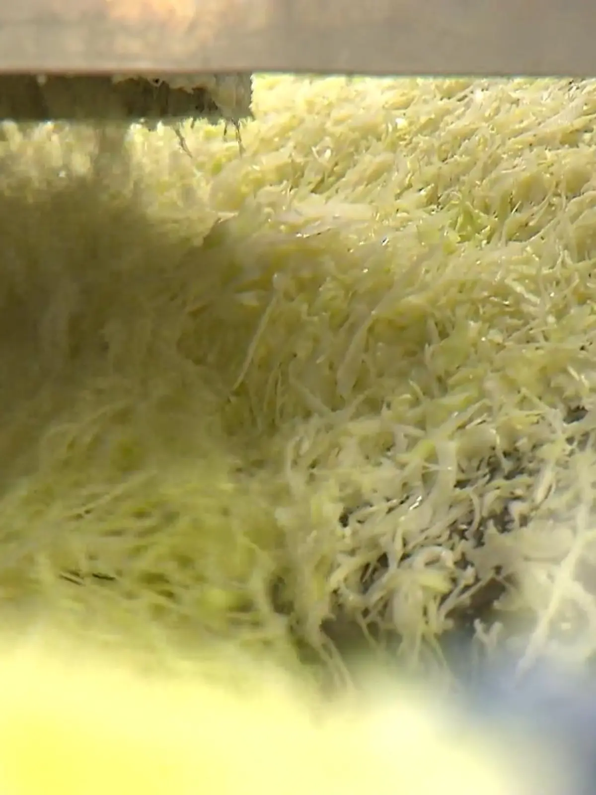 Bild zu: "Dieses Sauerkraut fällt im Öko-Test durch"