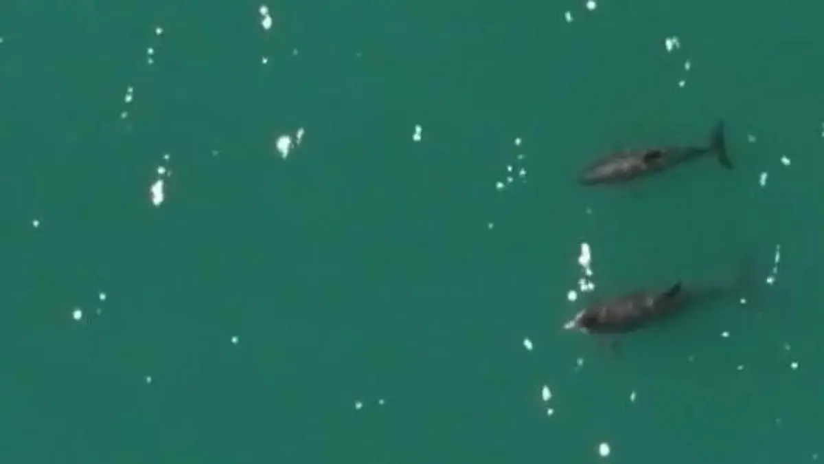 Nur noch 14 ihrer Art! Schweinswale fast ausgestorben – dann machen Forscher diese Bilder Vaquitas im Golf von Kalifornien gesichtet 