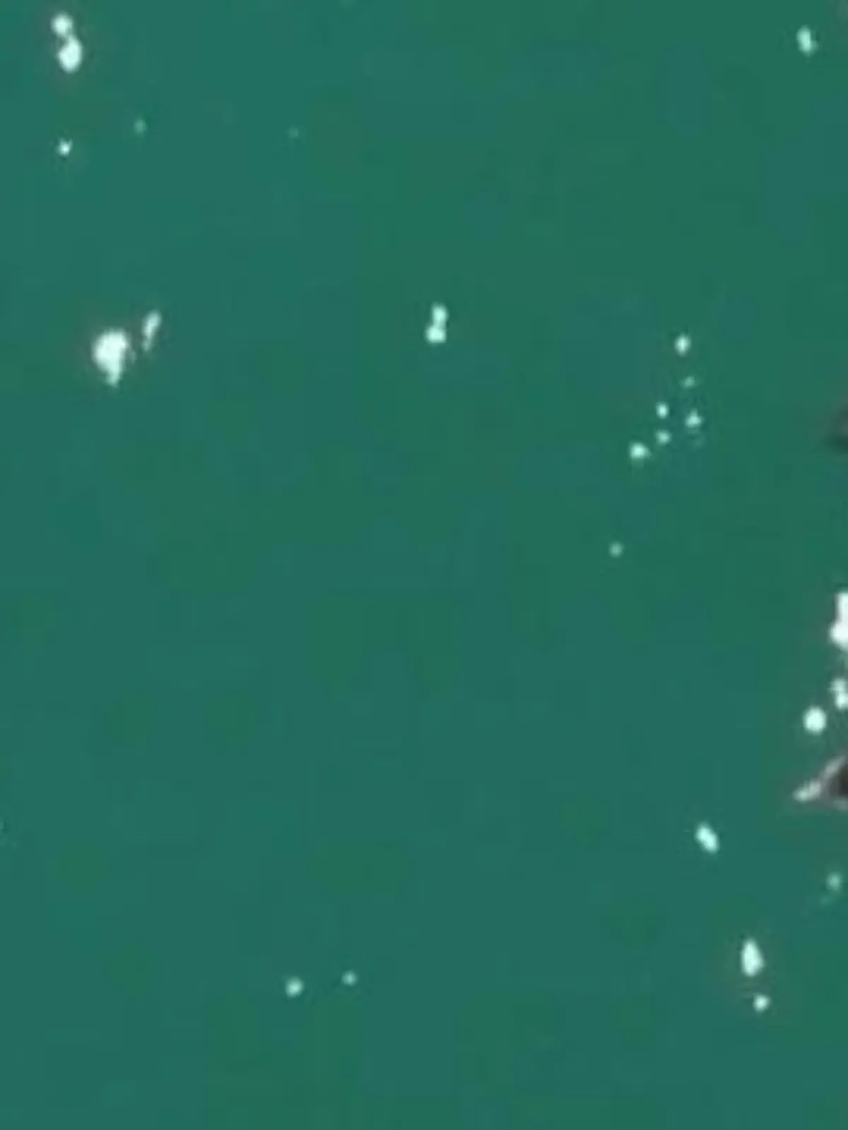 Bild zu: "Nur noch 14 ihrer Art! Schweinswale fast ausgestorben – dann machen Forscher diese Bilder"