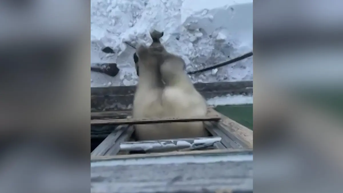 Sprung durchs Fenster! Eisbär stürmt Wetterstation – doch SIE haben etwas dagegen Schreck für Forscher