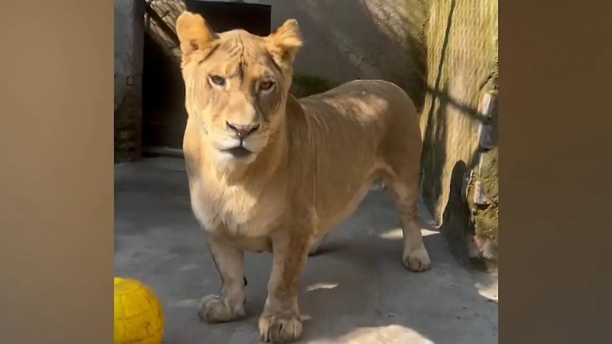 Von seiner Familie gemobbt! DIESER Mini-Löwe erobert alle Besucherherzen Mit seltener Krankheit geboren