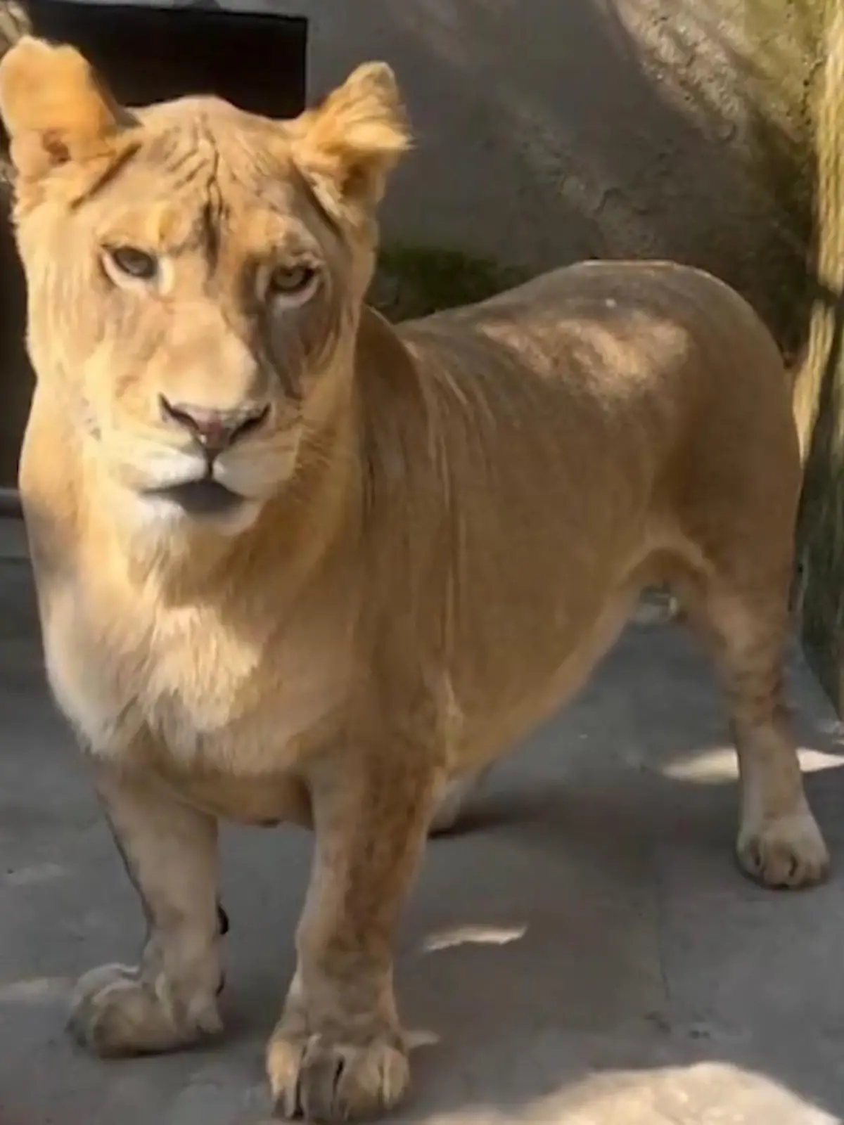 Bild zu: "Von seiner Familie gemobbt! DIESER Mini-Löwe erobert alle Besucherherzen"