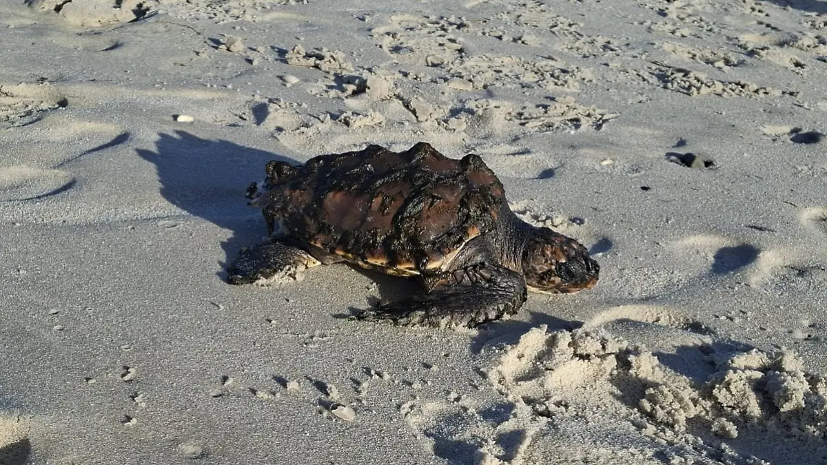 Sie bewegt sich nur langsam und wirkt schwach. Die Schildkröte wird am Strand von Kampen auf Sylt angespült und kämpft ums Überleben.