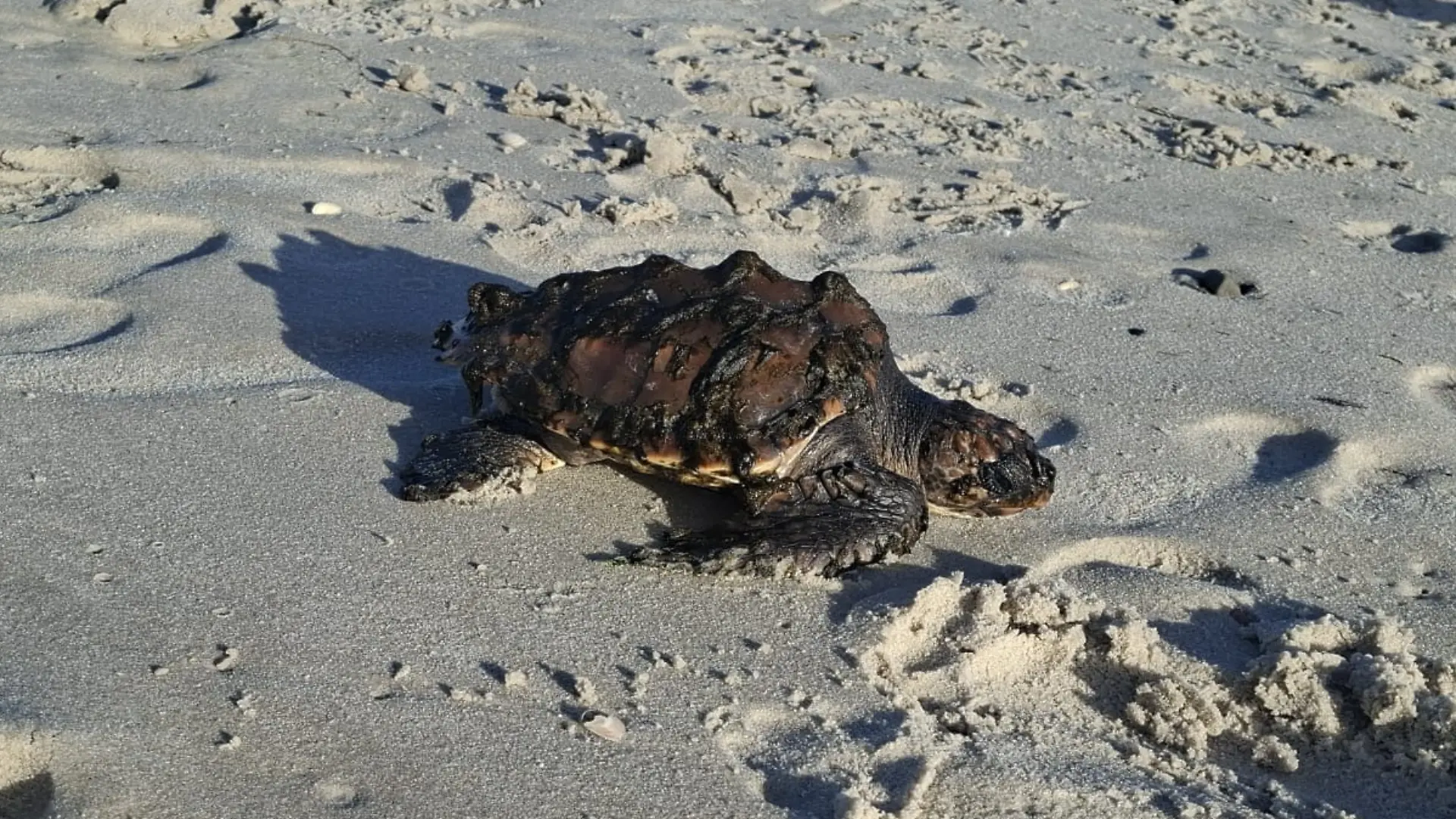 Sie bewegt sich nur langsam und wirkt schwach. Die Schildkröte wird am Strand von Kampen auf Sylt angespült und kämpft ums Überleben.