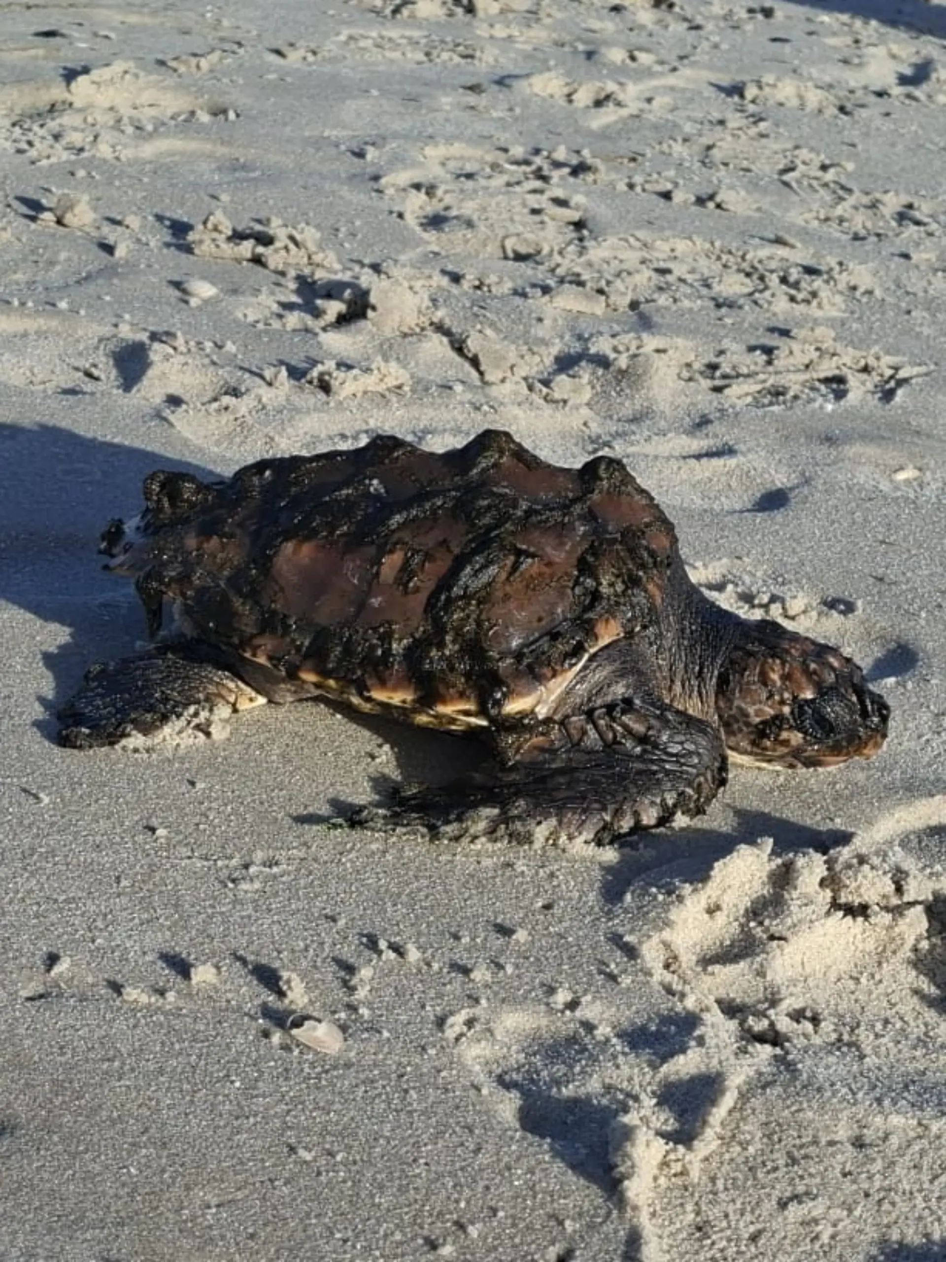 Sie bewegt sich nur langsam und wirkt schwach. Die Schildkröte wird am Strand von Kampen auf Sylt angespült und kämpft ums Überleben.
