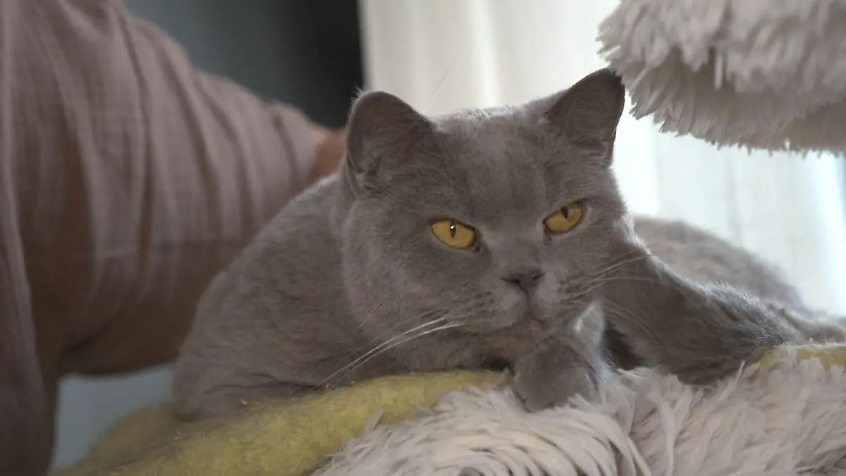 Tierärztekammer fordert Führerschein für ALLE Tierhalter Aus ernstem Grund!