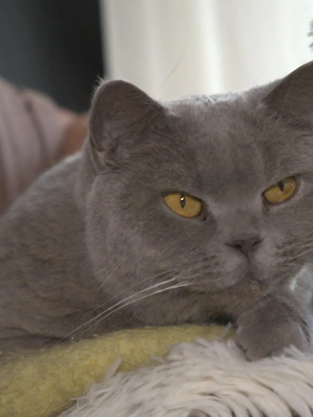 Bild zu: "Tierärztekammer fordert Führerschein für ALLE Tierhalter"