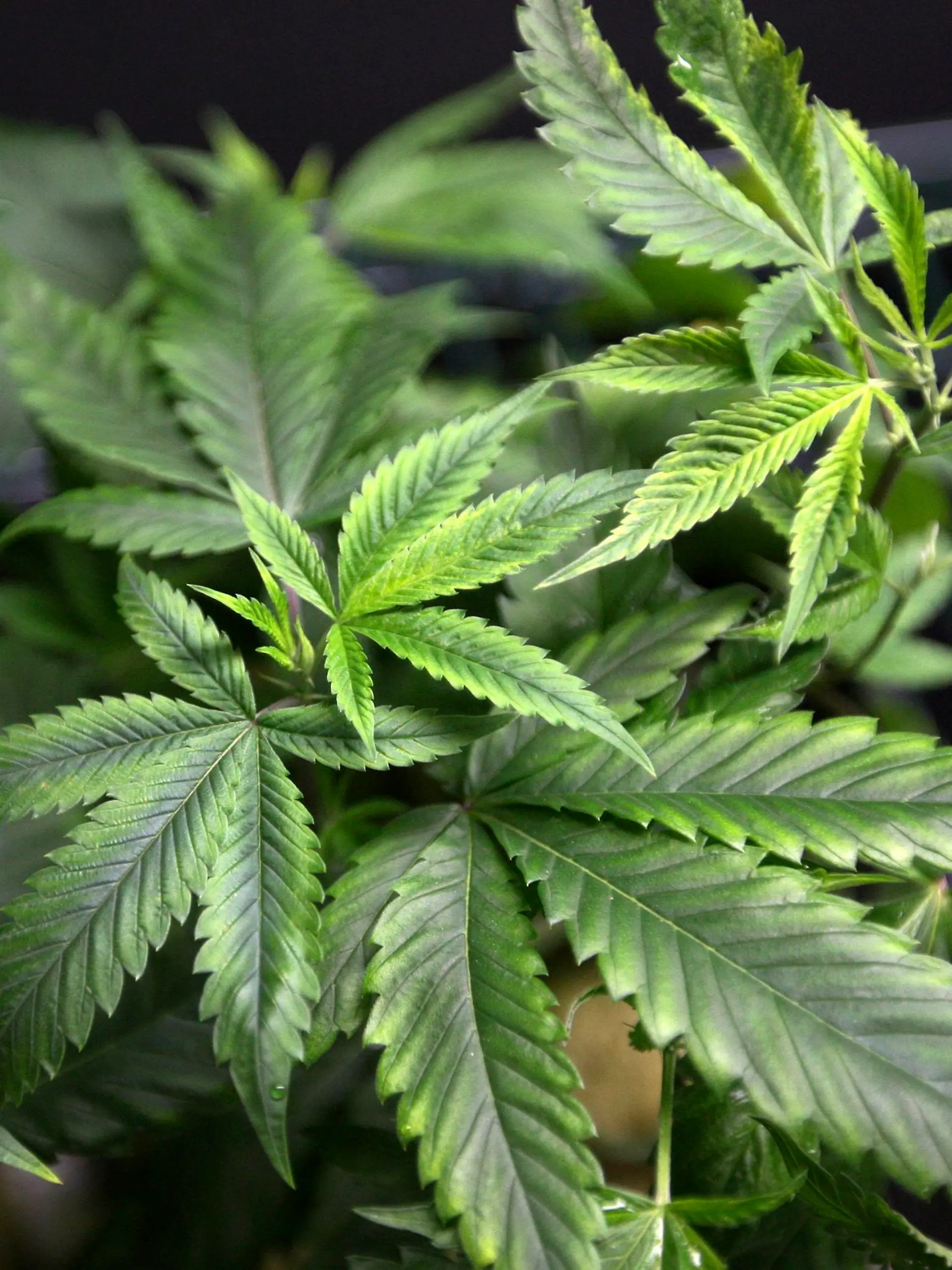 File photo of Marijuana plants on display for sale at the medical marijuana farmers market at the California Heritage Market in Los Angeles, California July 11, 2014. A German court ruled July 22, 2014, that some people suffering from chronic pain can grow their own cannabis "for therapeutic purposes". Five people suffering from chronic pain had brought the complaint to an administrative court in Cologne after Germany's Federal Institute for Drugs and Medical Devices refused them permission to cultivate the plant at home.While they all had permits to buy and consume cannabis, they wanted to grow it themselves because they could not afford to purchase it and it was not covered by their health insurance.   REUTERS/David McNew/Files  (UNITED STATES - Tags: POLITICS DRUGS SOCIETY HEALTH)