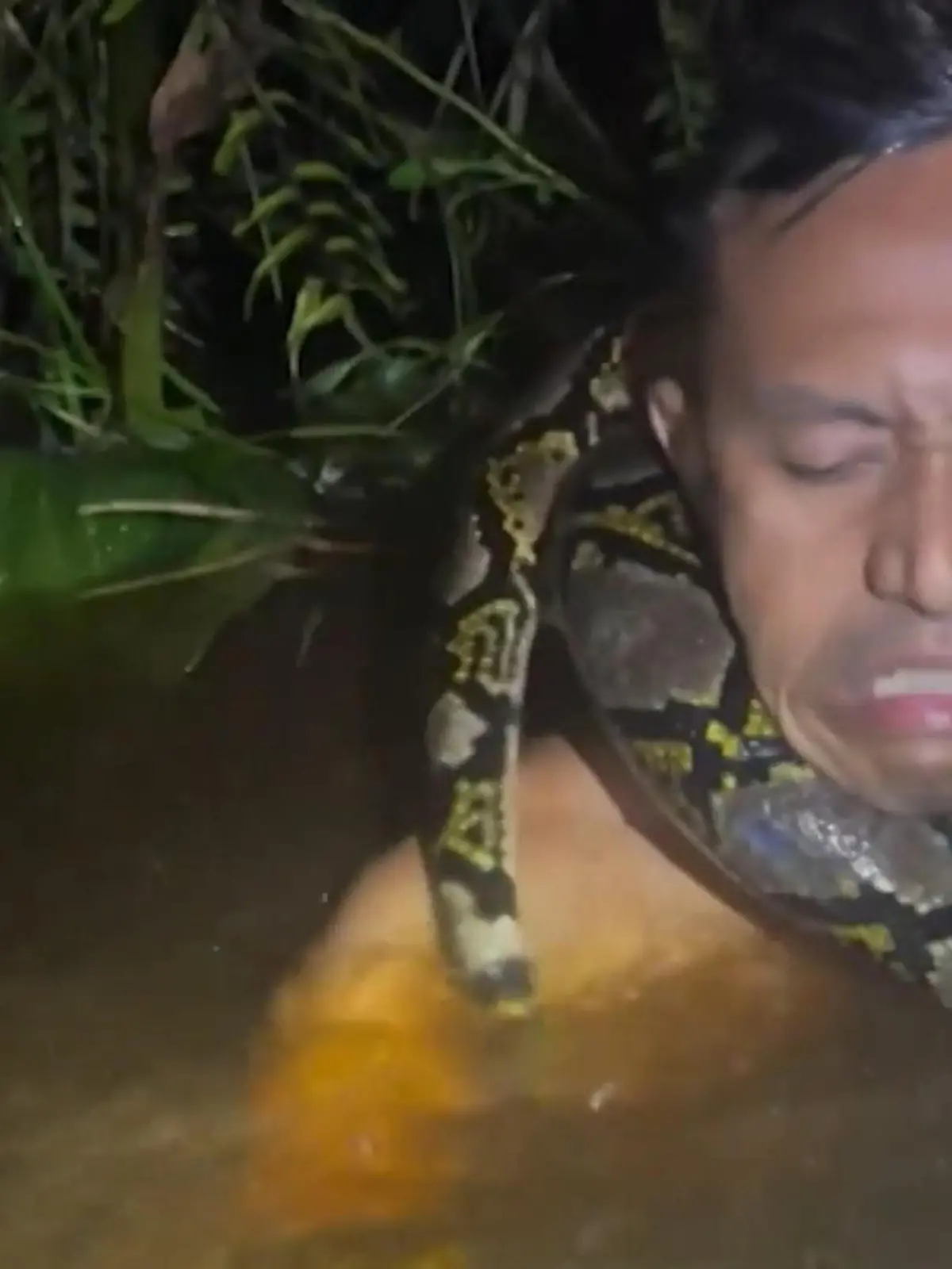 Python schlingt sich um Schlangenfänger.