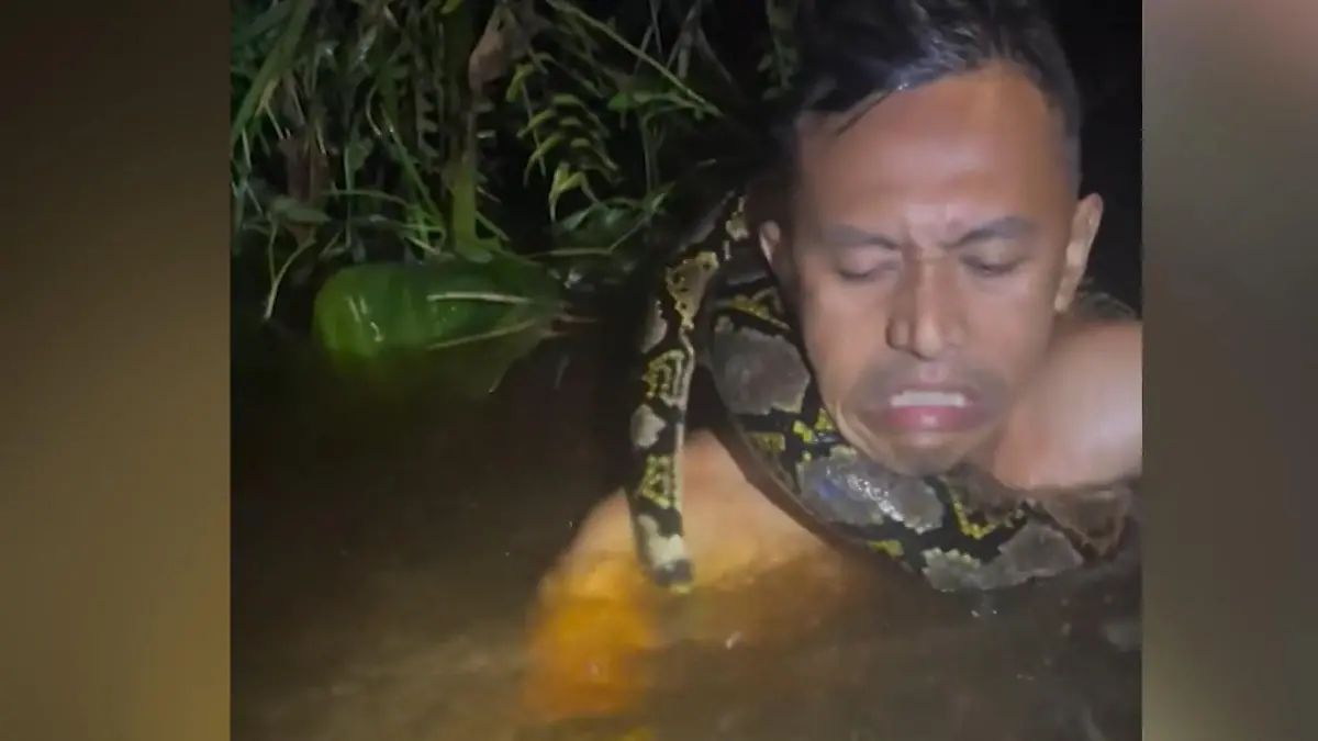 Mann fällt von Boot – dann schlingt sich Sechs-Meter-Python um seinen Hals! Schlangenjagd endet im Würgegriff!