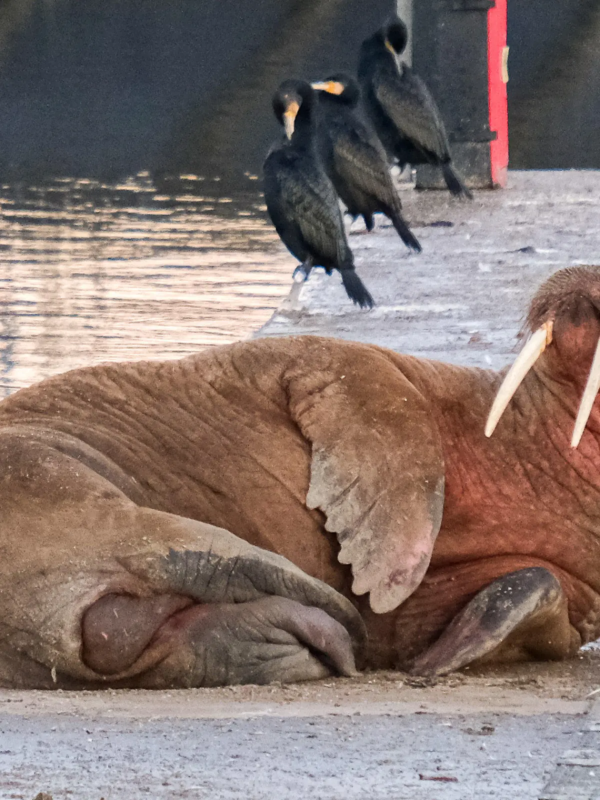 SONDERKONDITIONEN: Satzpreis!
Thor the Walrus in Blyth harbour, January 2 2023 See SWNS story SWBNwalrus. The adventurous walrus has found a new home on his journey along the British coastline. Thor the walrus attracted thousands of people to Scarborough on New Years Eve where fireworks were cancelled in a bid to keep him safe and happy. But he has today (2) popped up 100 miles further up the coast in Blyth, Northumberland.
 / action press