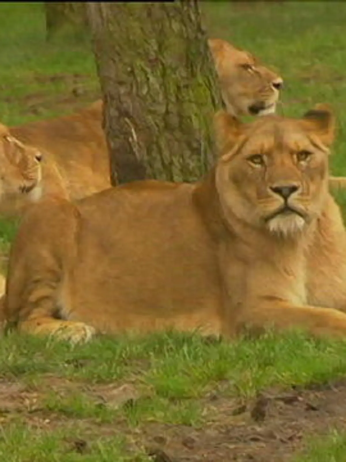 loewe serengeti