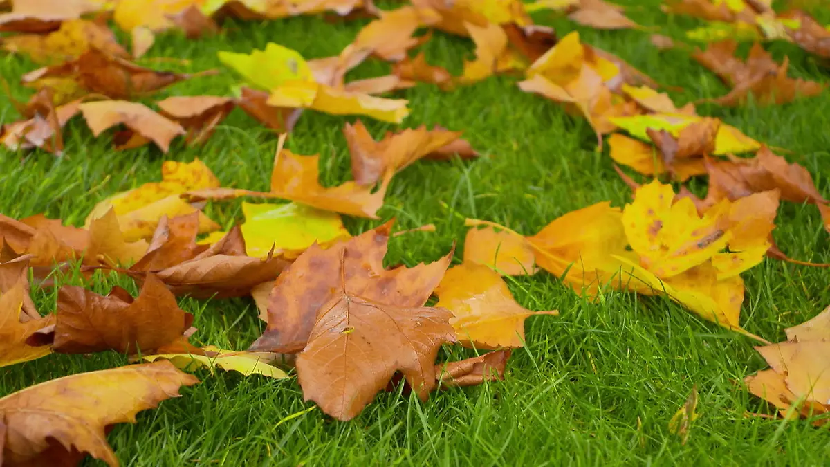Herbstzeit ist Laubzeit! Warum ihr’s bloß nicht wegschmeißen solltet Nicht nur zum Basteln gut