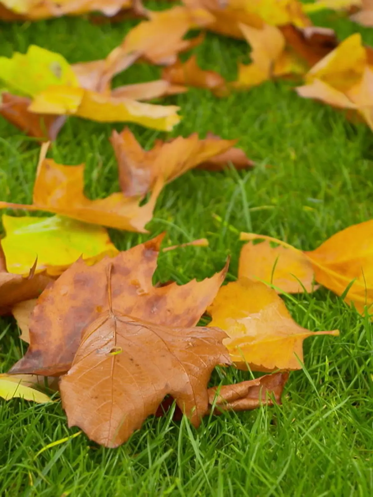 Bild zu: "Herbstzeit ist Laubzeit! Warum ihr’s bloß nicht wegschmeißen solltet"