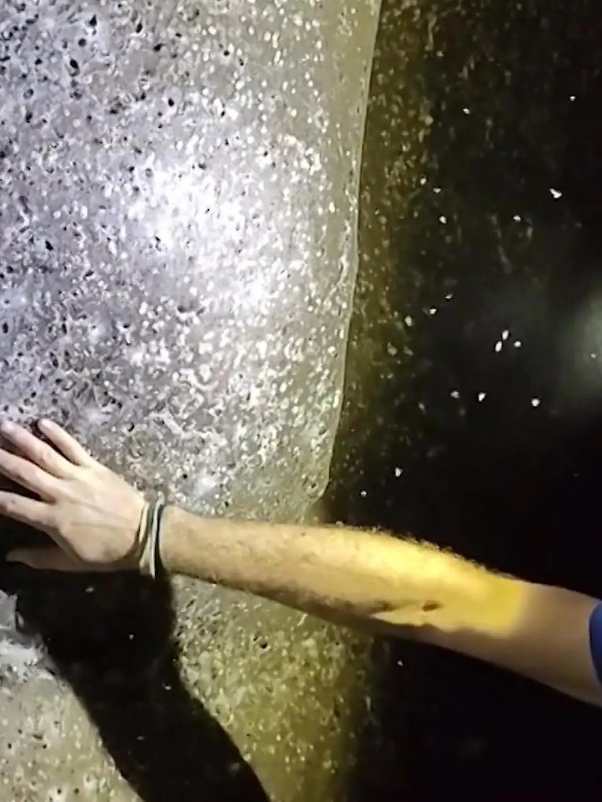 Bild zu: "Forscher entdecken wohl größtes Spinnennetz der Welt – mit mehr als 100.000 Tieren!"