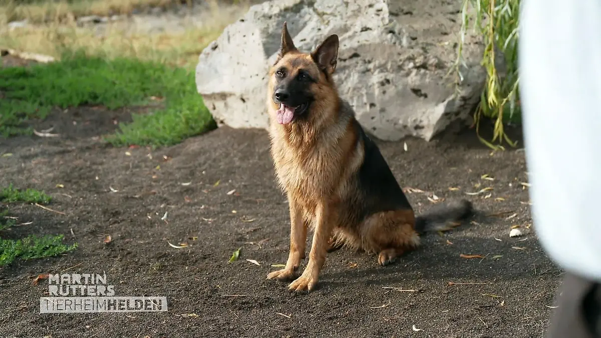 Das "schwere" Mädchen aus dem Tierheim Koblenz Schäferhündin Blue