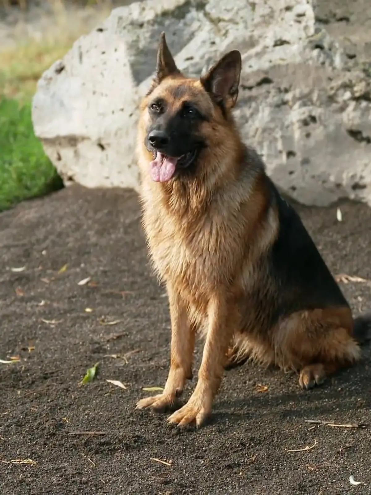 Bild zu: "Das "schwere" Mädchen aus dem Tierheim Koblenz"