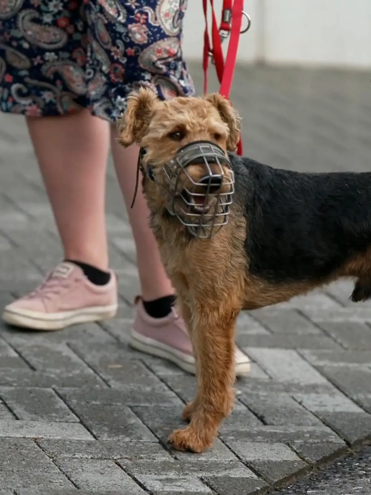 Bild zu: "Der süße Terrier Arthur gilt im Tierheim als Gefahr"