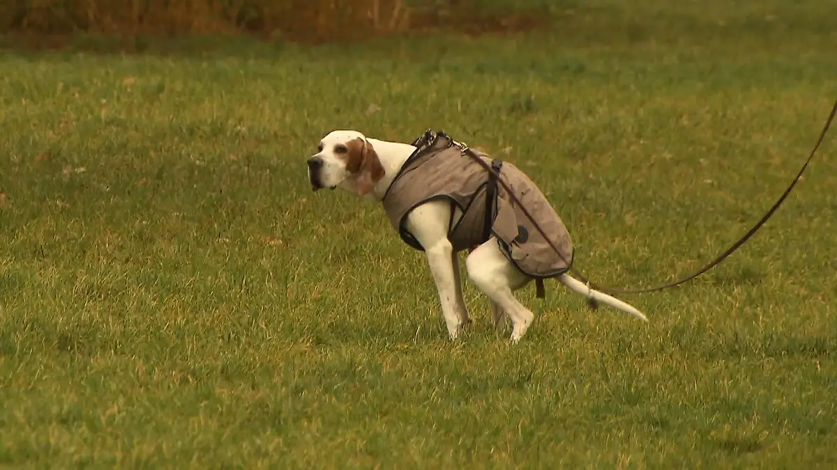 Es geht um Hundekot! Antrag endlich beantwortet – 18 Jahre später! Bürokratie-Wahnsinn in Berlin