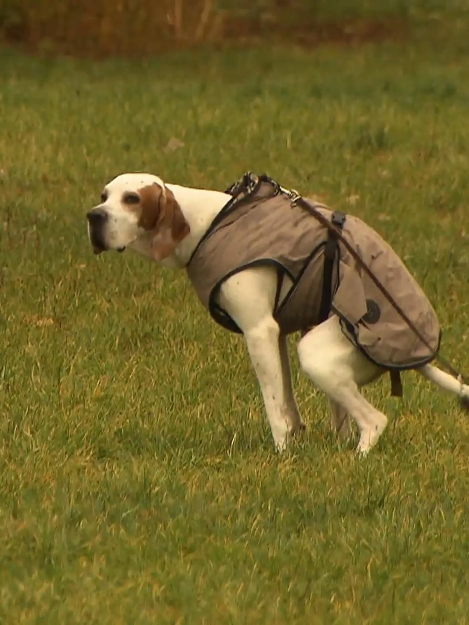 Bild zu: "Es geht um Hundekot! Antrag endlich beantwortet – 18 Jahre später!"