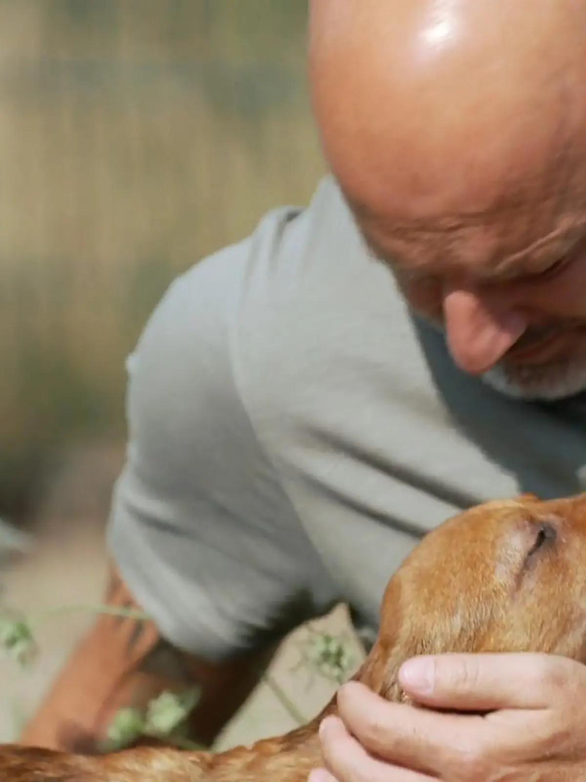 Bild zu: "Rumänische Welpen erobern Detlefs Herz"