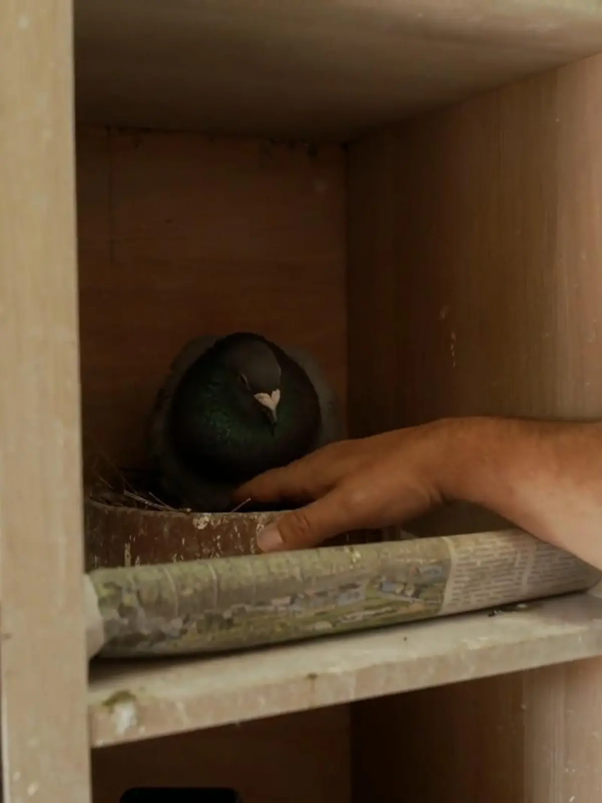 Bild zu: "Schmerzhafte Erfahrung im Tierheim"