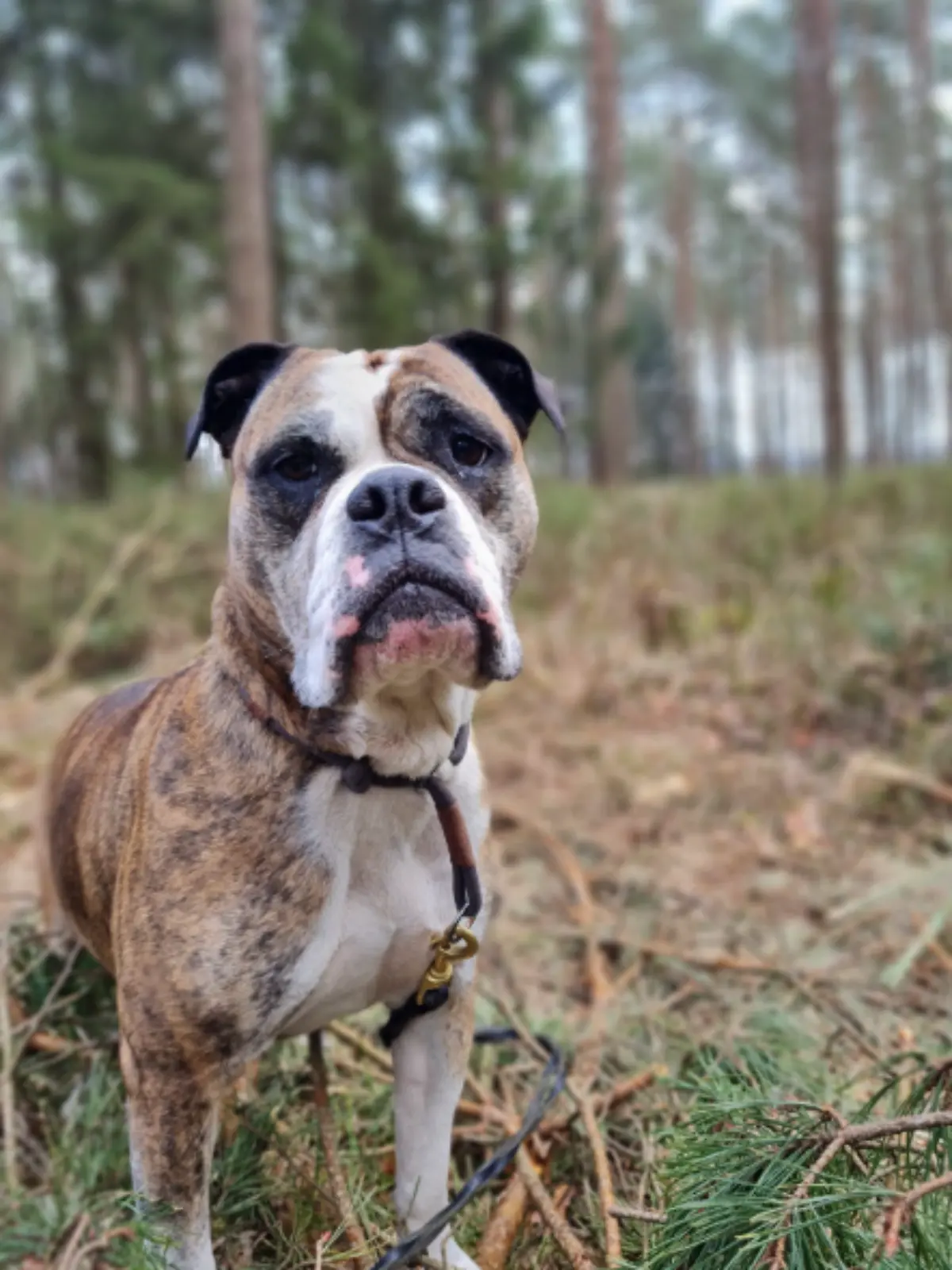 Bild zu: "In Hundebox gefangen! Bailey frisst sich aus Verzweiflung durch das Plastik"