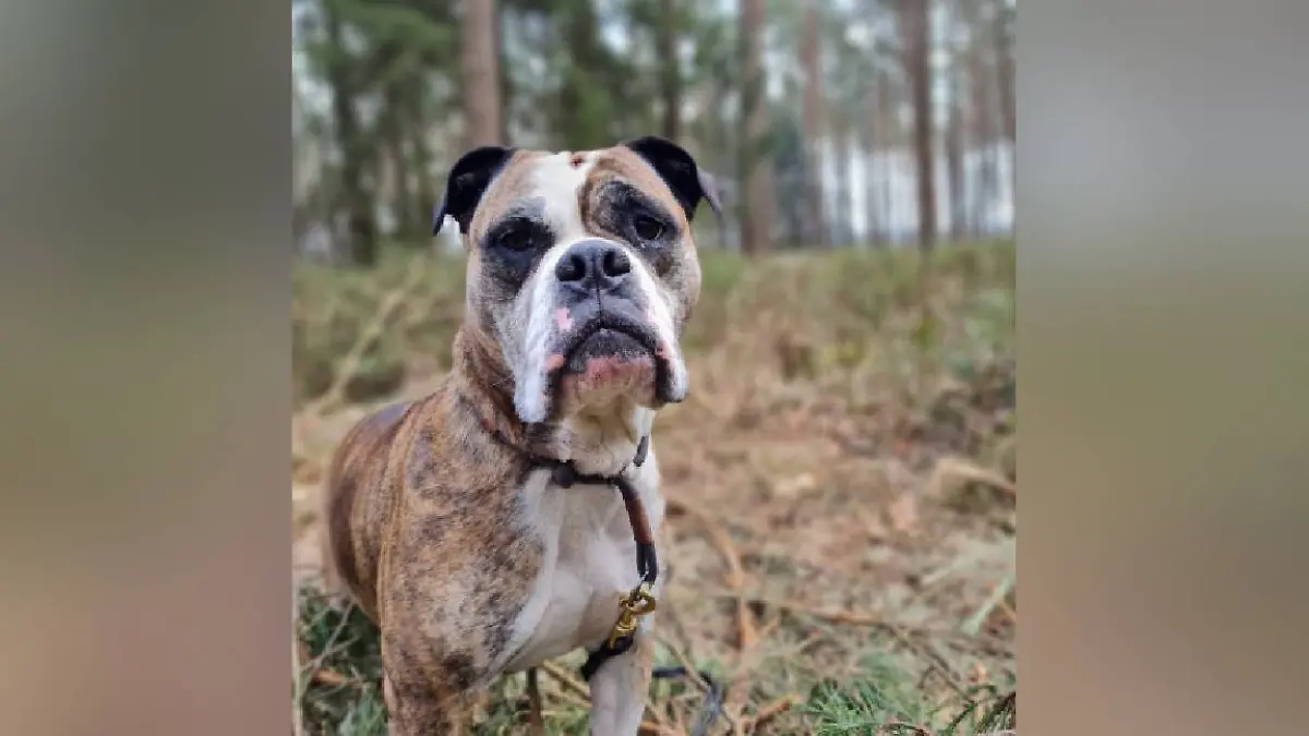 Notnase Bailey RTL Nord Tierheim Hodenhagen