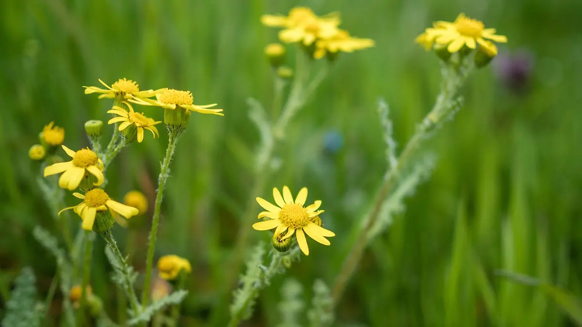 Frühlingskreuzkraut, auch Frühlingsgreiskraut (Senecio vernalis) wächst an einem Straßenrand im südbrandenburgischen Spree-Neiße-Kreis. Das Frühlingskreuzkraut ist gefährlich vor allem für Weidetiere aufgrund der enthaltenen Pyrrolizidinalkaloide, die bei übermäßiger Aufnahme die Leber dauerhaft schädigen können und auch im Verdacht stehen, Krebs auszulösen. Auch getrocknet im Heu verliert dieser Korbblütler nichts von seinen giftigen Inhaltsstoffen.