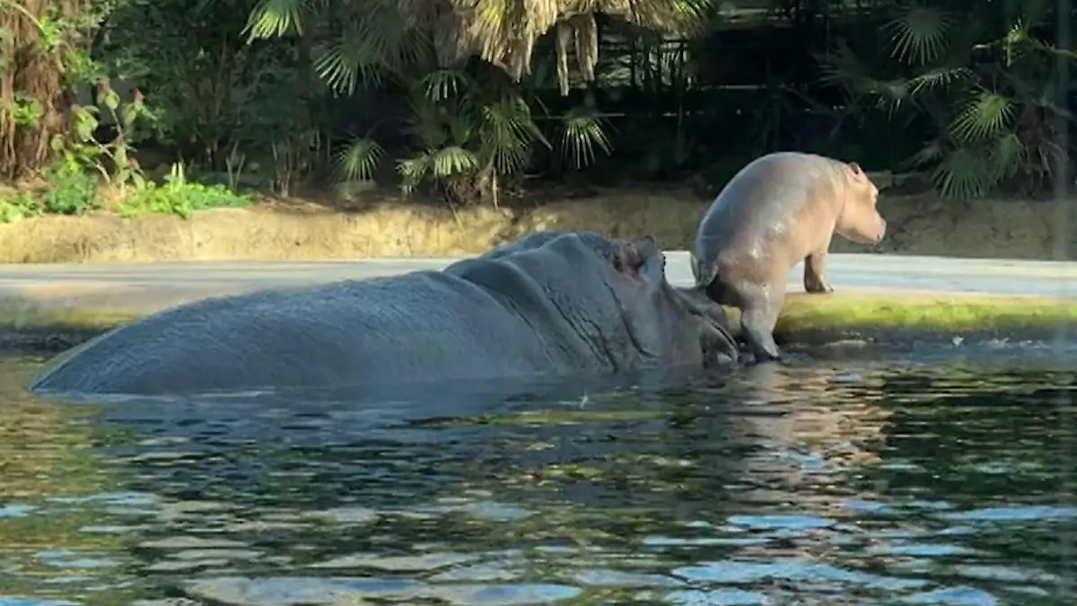 Hippo-Baby hat noch keinen Namen Neuer Star im Berliner Zoo