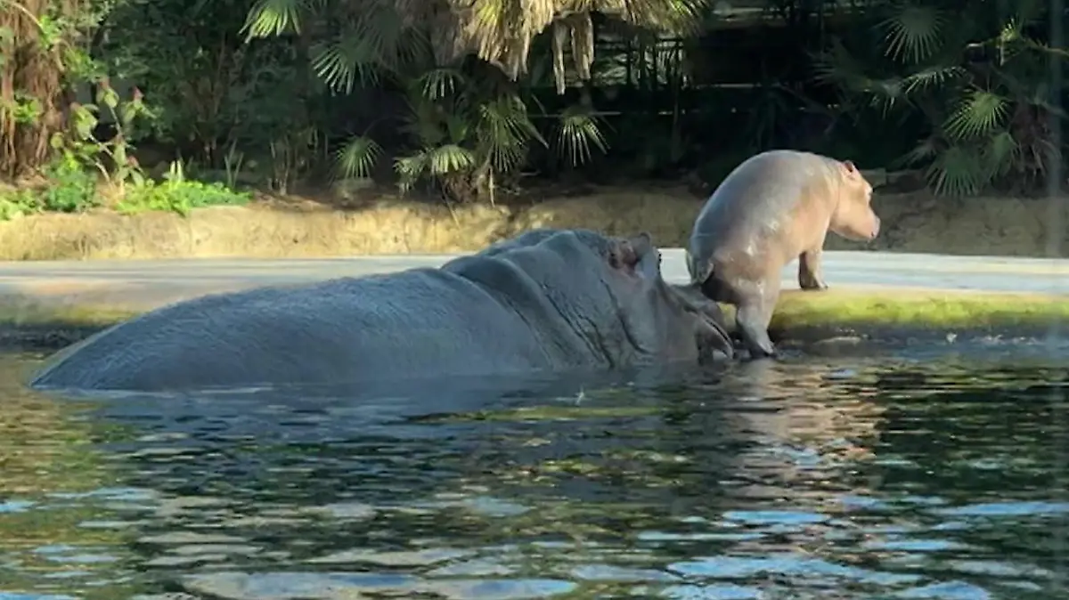 Hippo-Baby hat noch keinen Namen Neuer Star im Berliner Zoo