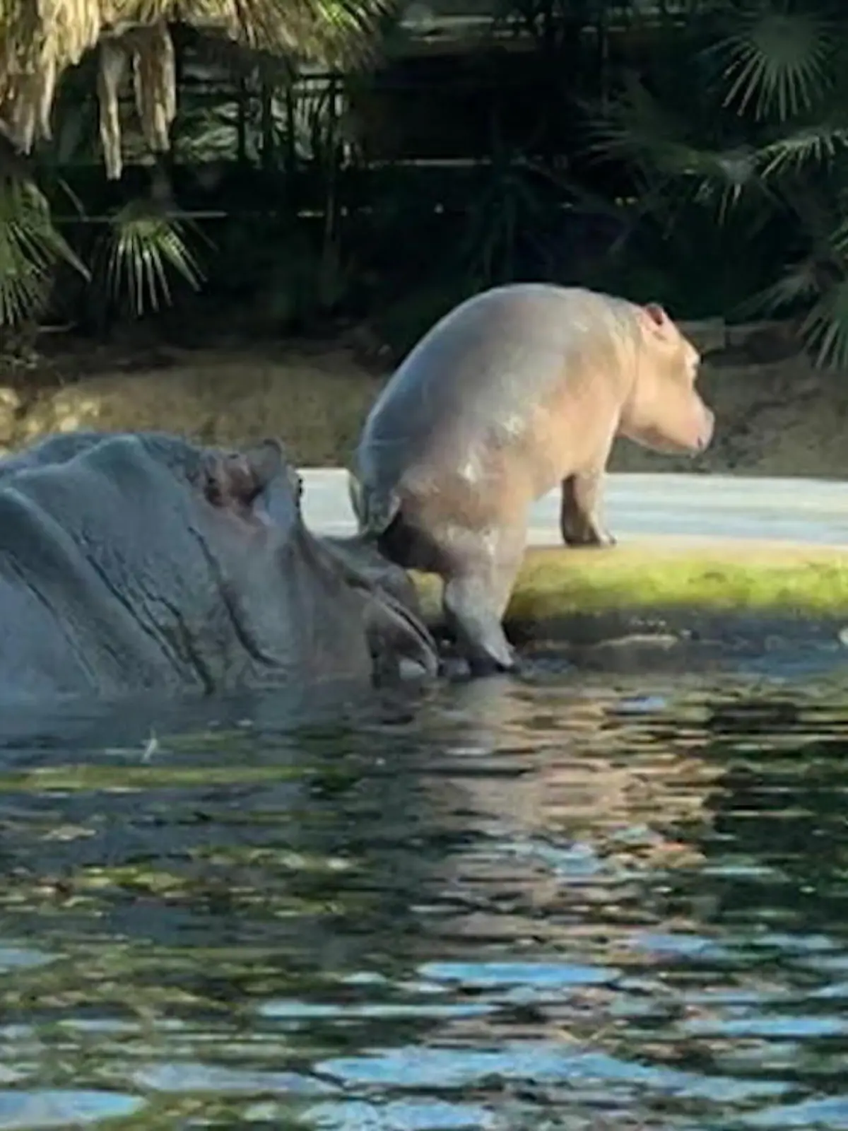 Bild zu: "Hippo-Baby hat noch keinen Namen"