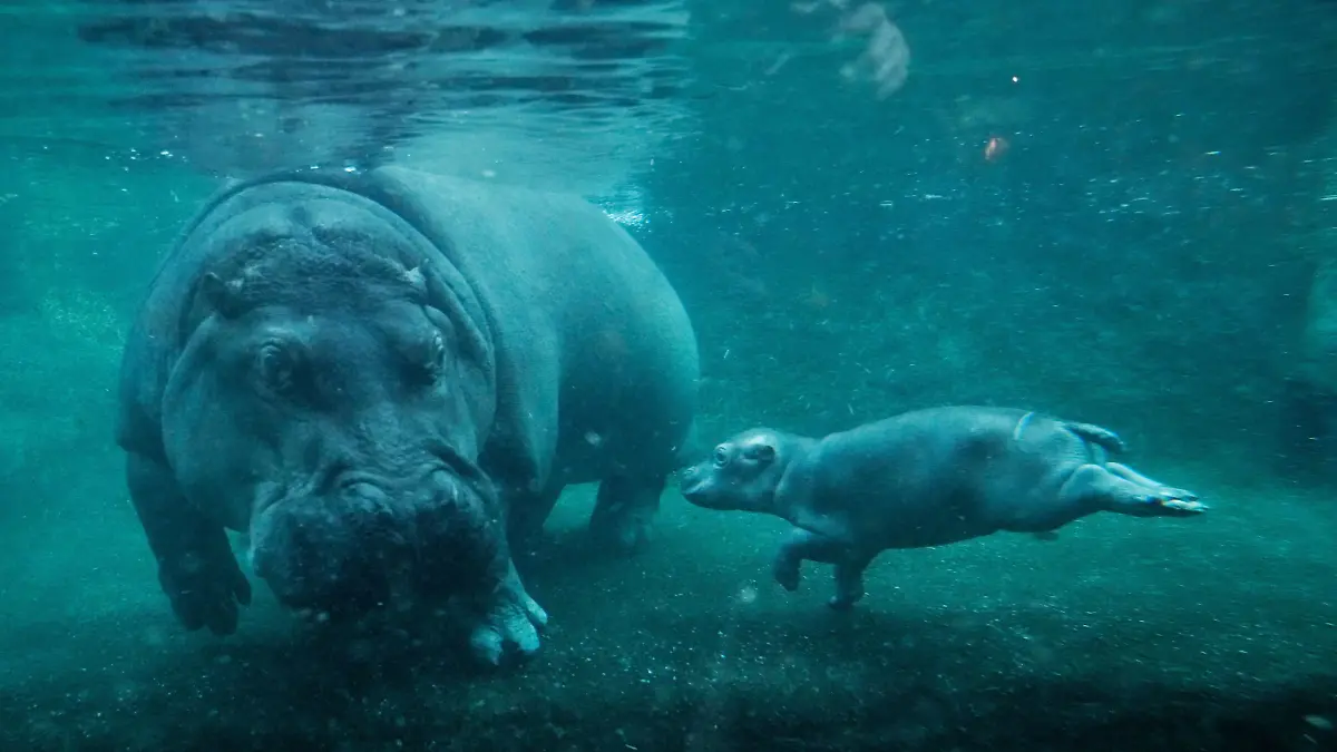 APTOPIX Germany Hippo