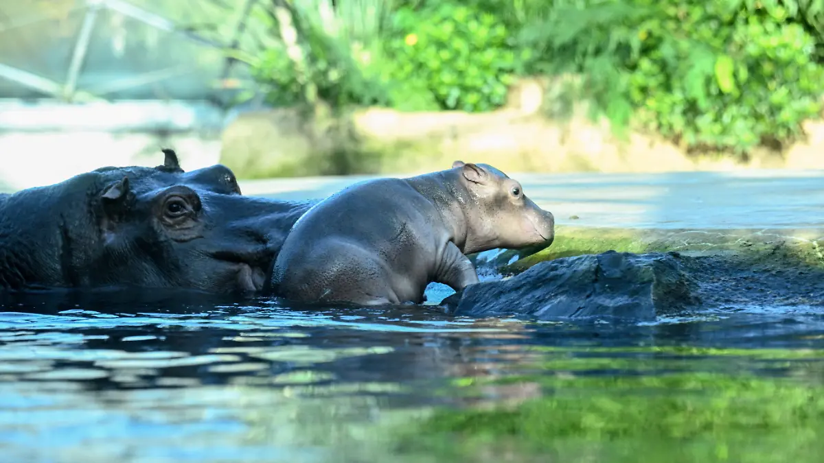 Hippo mother Nala and her calf