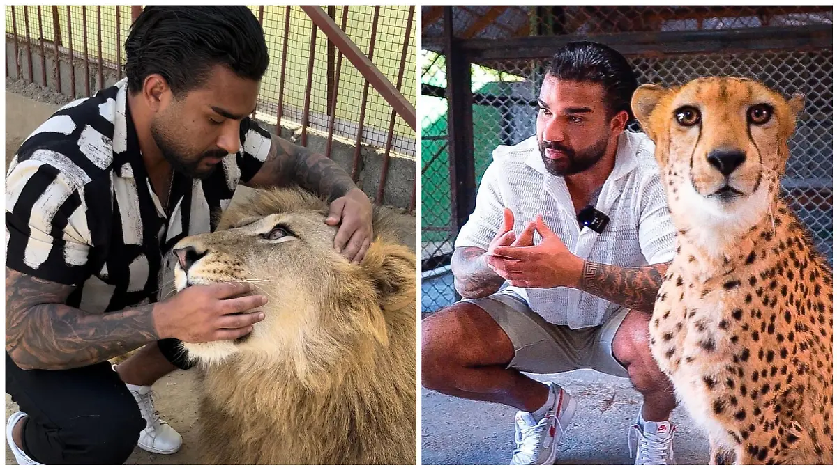 Collage Zakaria Leidgen mit Löwe und Tiger