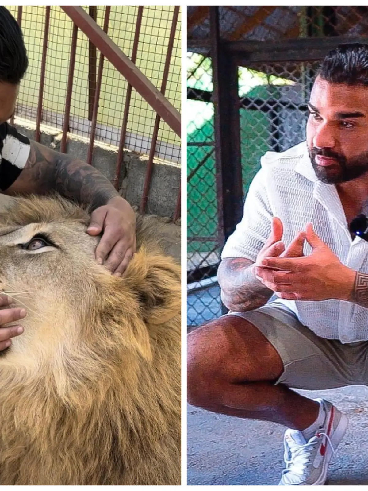 Collage Zakaria Leidgen mit Löwe und Tiger